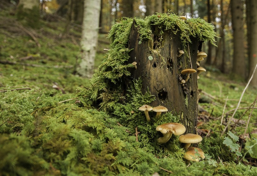 Wo findet man Pilze im Wald?