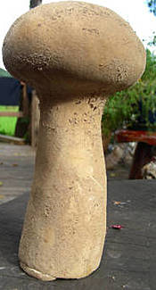 Beutelstäubling