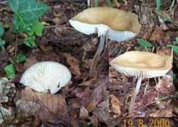 Grubiger Wurzelrübling
