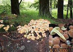 Grünblättriger Schwefelkopf