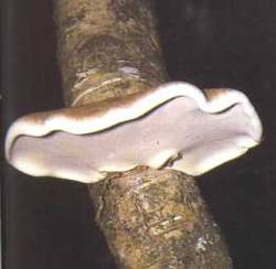 Birkenporling Piptoporus betulinus Farbdruck von 1965 Mykologie Pilze