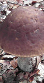 Hainbuchenröhrling