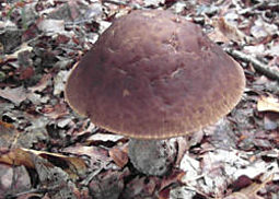 Hainbuchenröhrling