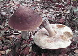 Hainbuchenröhrling