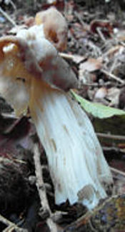 Herbstlorchel