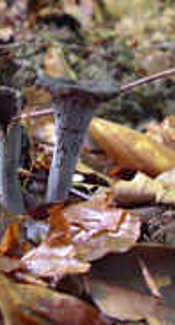 Herbsttrompete