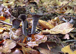 Herbsttrompete