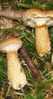 Hohlfußröhrling