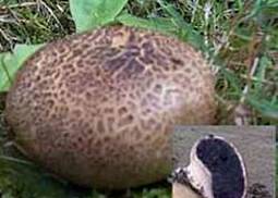 Kartoffelbovist