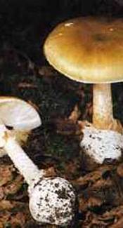 Grüner Knollenblätterpilz