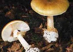 Grüner Knollenblätterpilz
