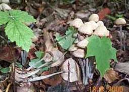 Knopfstieliger Büschelrübling