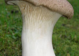 Kräuterseitling