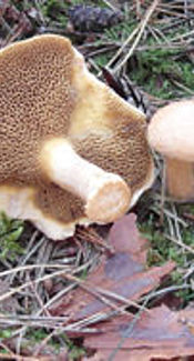 Kuhröhrling
