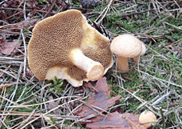 Kuhröhrling
