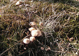Kuhröhrling
