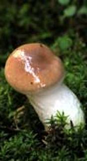 Großer Gelbfuß