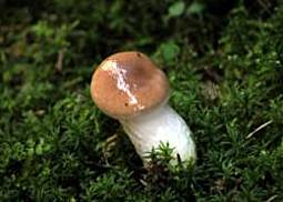 Großer Gelbfuß