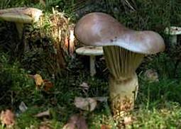 Großer Gelbfuß