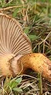 Kupferroter Gelbfuß 
