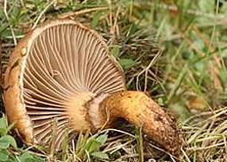 Kupferroter Gelbfuß 