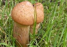 Kupferroter Gelbfuß 