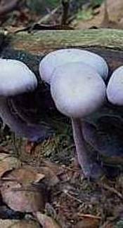 Violetter Lacktrichterling