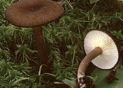 Mohrenkopf Lactarius Lignyotus Pilzfinder De