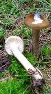 Natternstieliger Schneckling