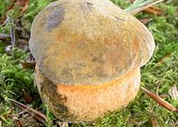 Netzstieliger Hexenröhrling