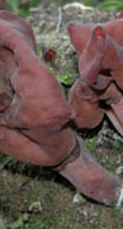 Bischofsmütze