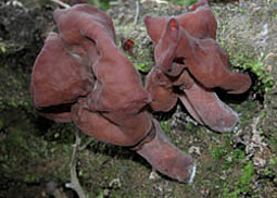 Bischofsmütze
