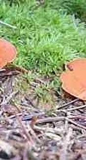 Orangenbecherling