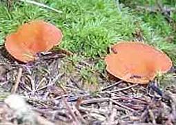 Orangenbecherling