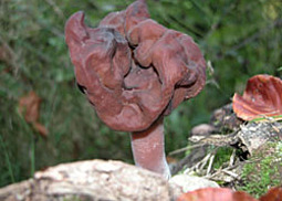 Bischofsmütze