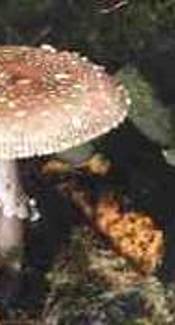 Pantherpilz