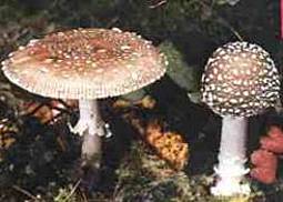 Pantherpilz