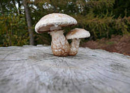 Pappelschüppling