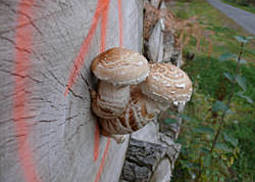 Pappelschüppling
