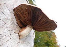 Pappelschüppling