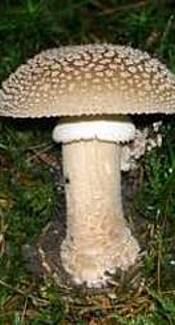 Perlpilz