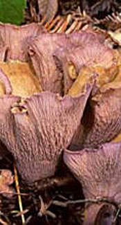 Schweinsohr