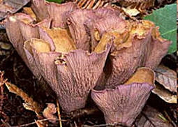 Schweinsohr