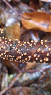 Zinnoberroter Pustelpilz