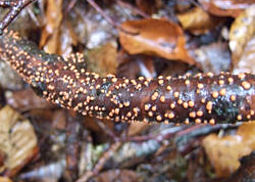 Zinnoberroter Pustelpilz