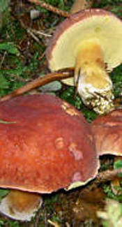 Blutroter Röhrling
