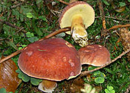 Blutroter Röhrling