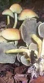 Rauchblättriger Schwefelkopf