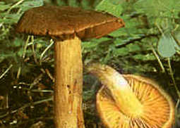 Orangenfuchsiger Raukopf