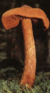 Spitzkegeliger Rauhkopf
